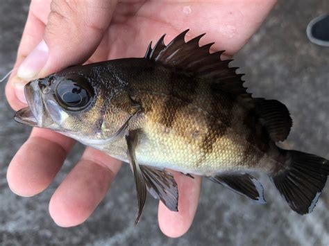 日本魚種類|写真から探せる魚図鑑